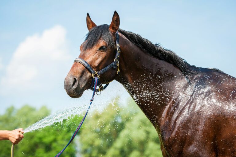 Pferd wird mit einem Wasserschlauch abgespritzt.