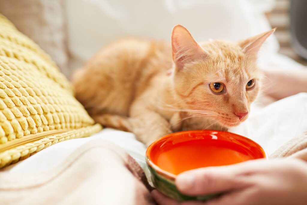 Gegen Dehydratation bekommt eine Katze einen Napf mit Wasser angeboten. Dehydrierte Katze bekommt Wasser