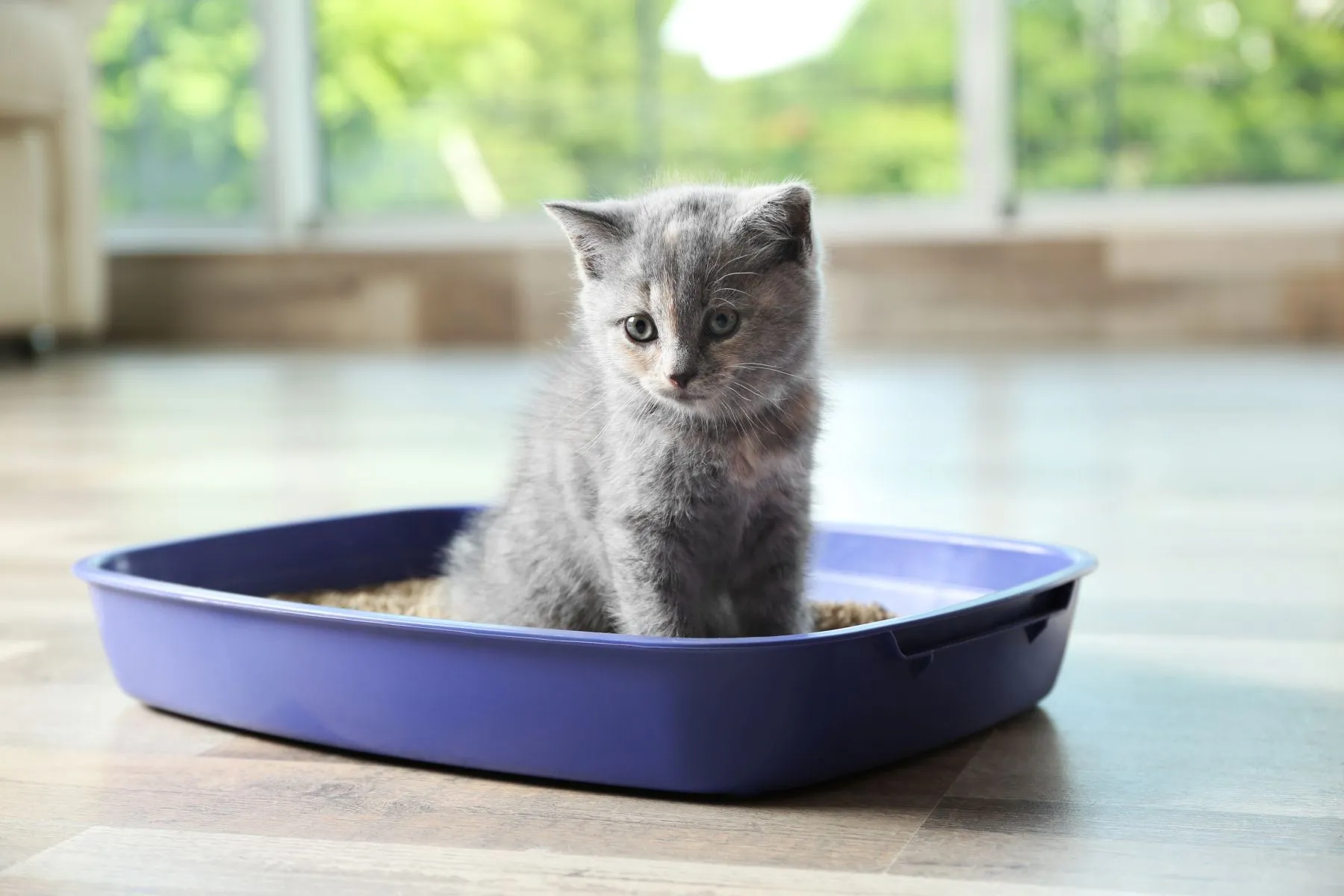 5 wichtige Fragen zu Katzenstreu: Entsorgung, Reinigung & Co.