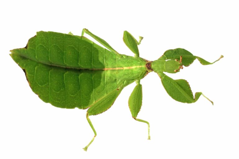 Ein Wandelndes Blatt