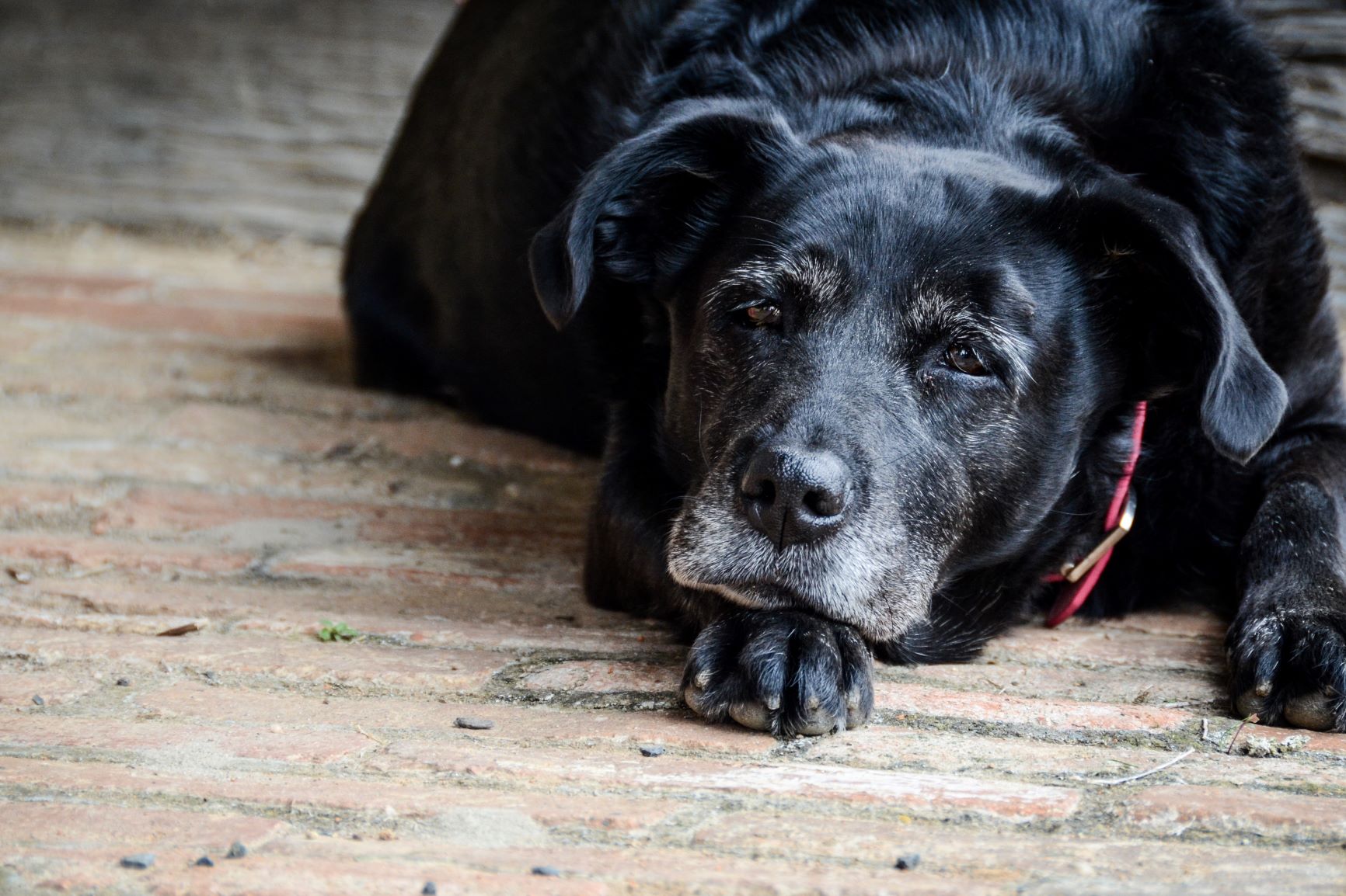 Altersschwäche bei Hunden: Anzeichen Maßnahmen zooplus
