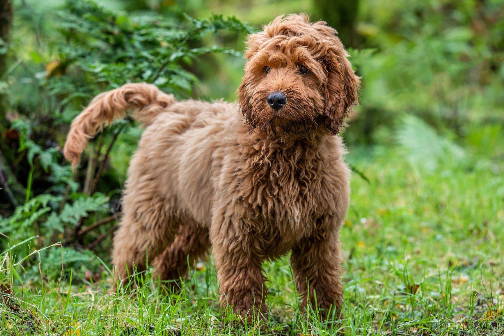 Cockapoo Hybrindhund Charakter Haltung Pflege Sport Zooplus