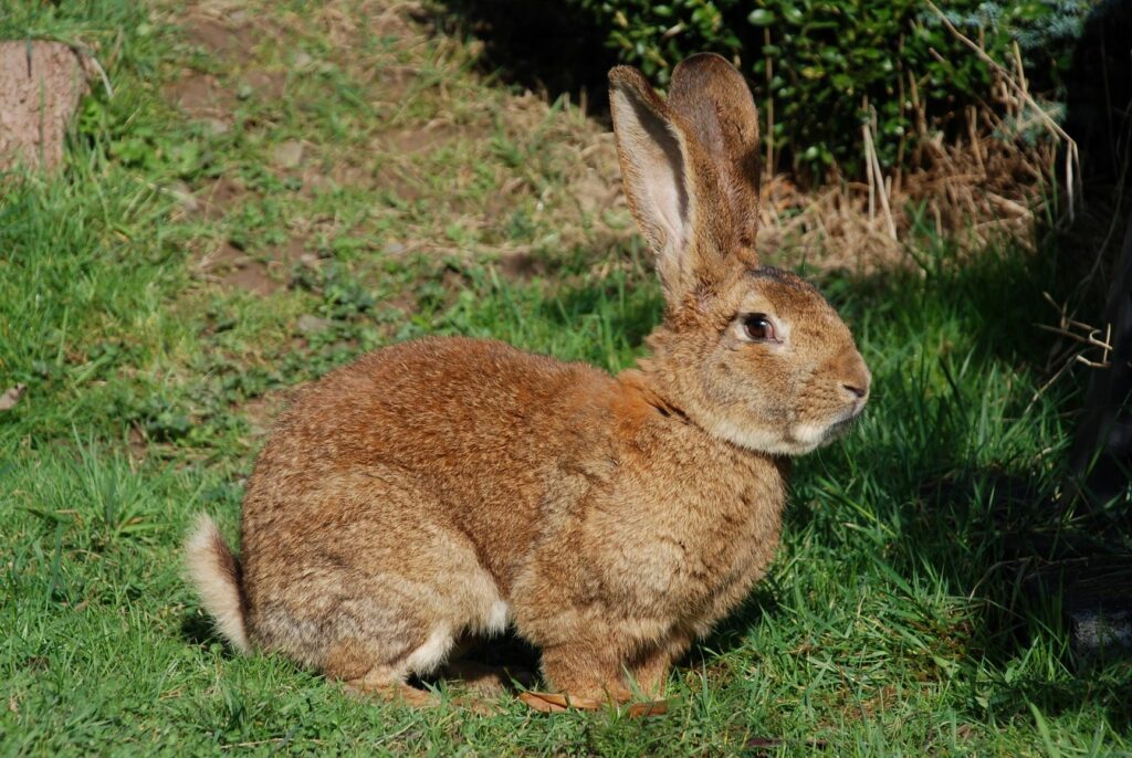 Ein Deutscher Riese im Garten