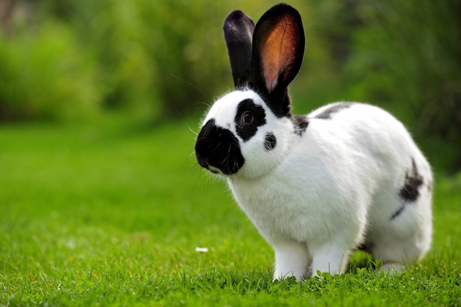 Riesenkaninchen: Beliebte Rassen, Charakter, Zucht | zooplus