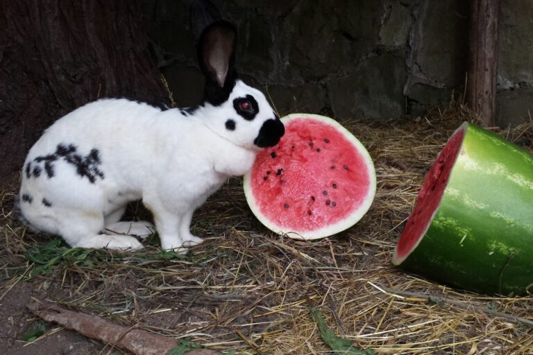 Riesenkaninchen der Rasse Deutscher Riesenschecken mit Wassermelone