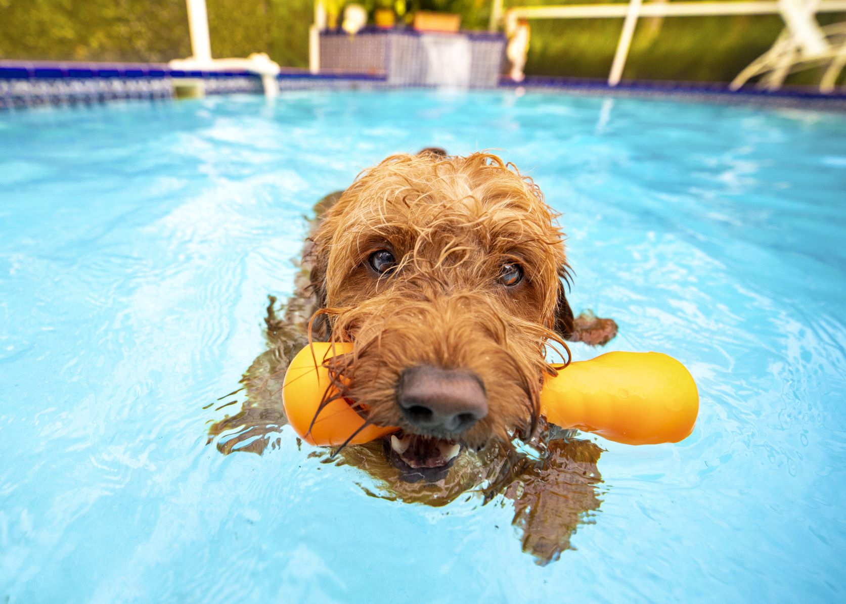 Goldendoodle Hund schwimmt im Pool mit Spielzeug