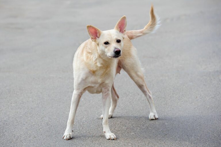 Ein herrenloser Hund auf einer Straße