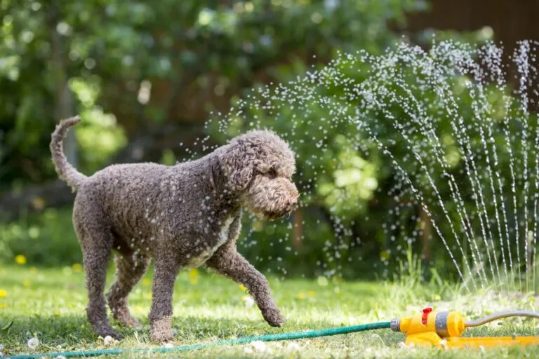 Hund abkühlen im Sommer