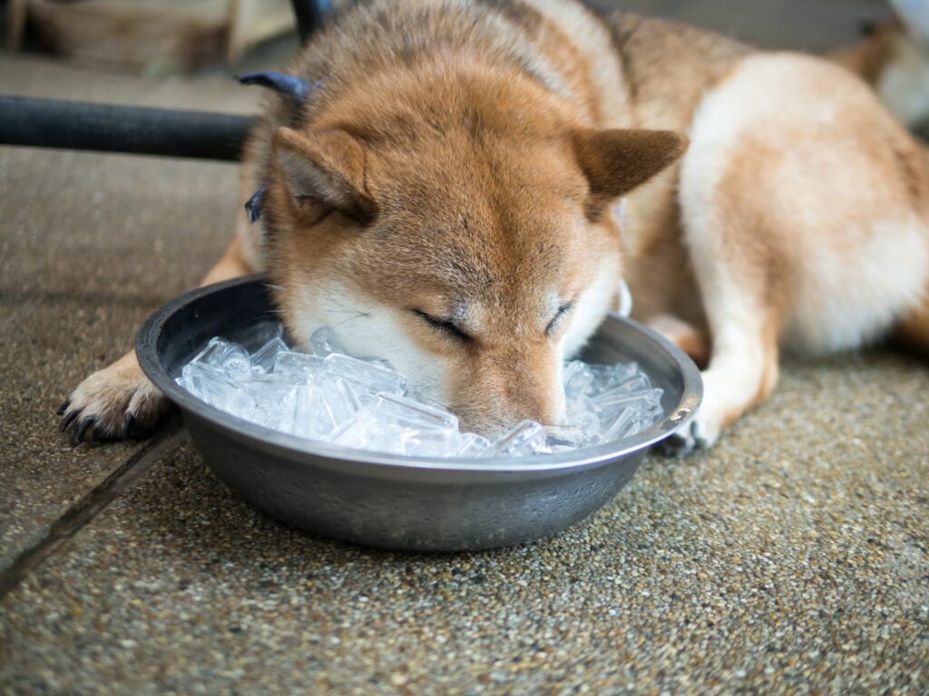 Ein Hund hat seinen Kopf in eine Eisschale gelegt