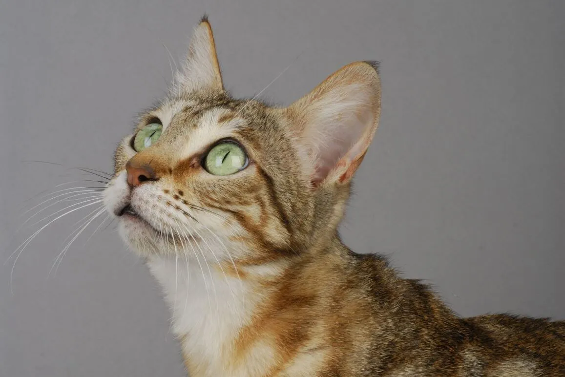 Eine junge Sokoke Katze