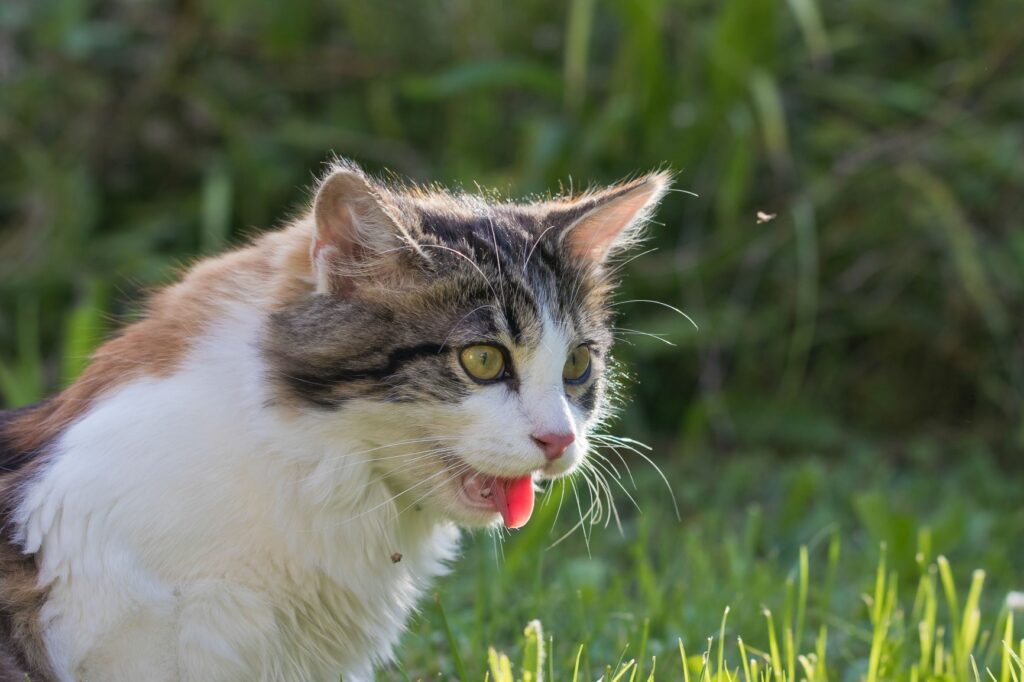 Eine Katze hechelt, was ein Symptom für einen Hitzschlag darstellt