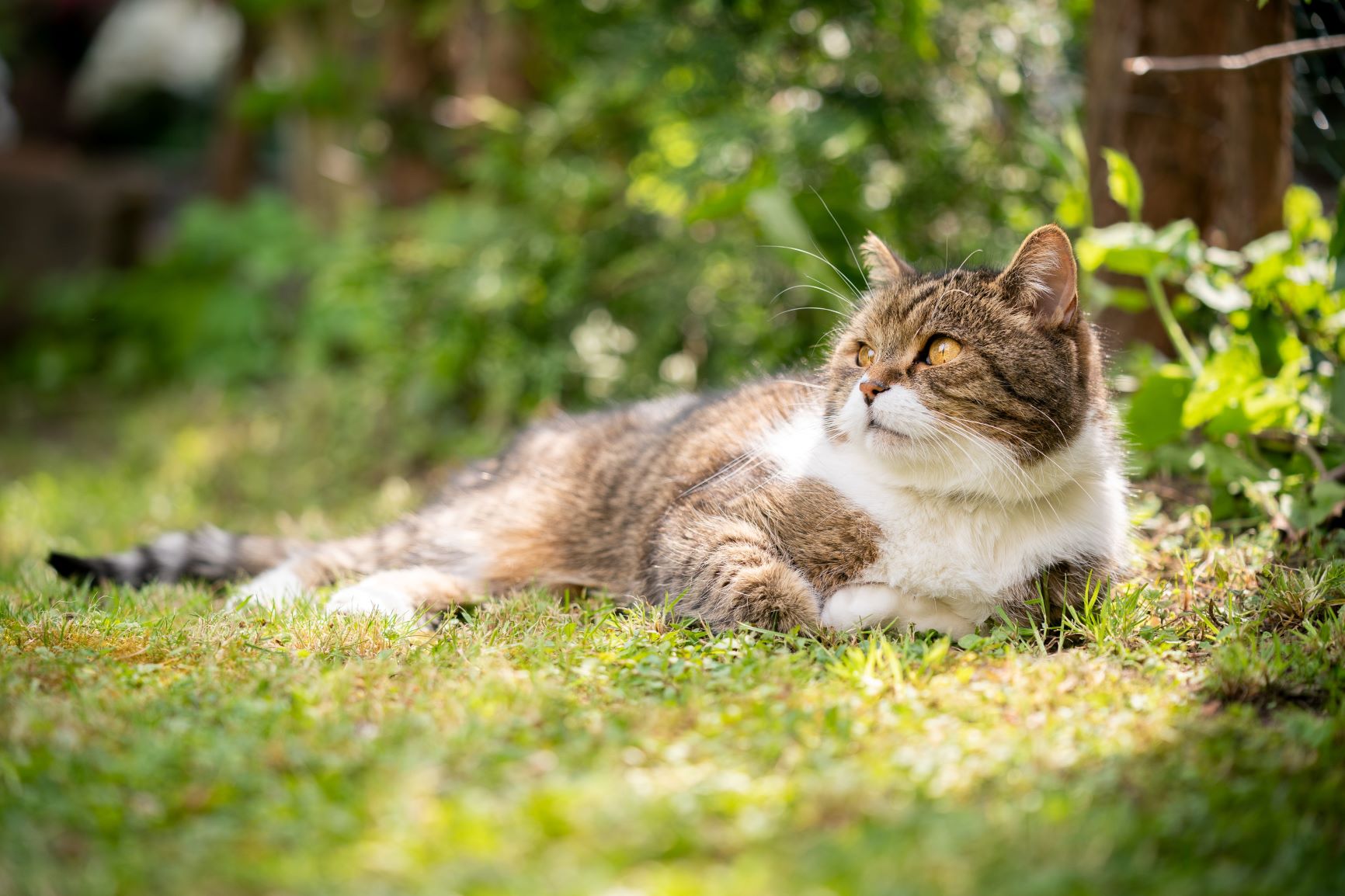 Kalte Nasse Nase Katze