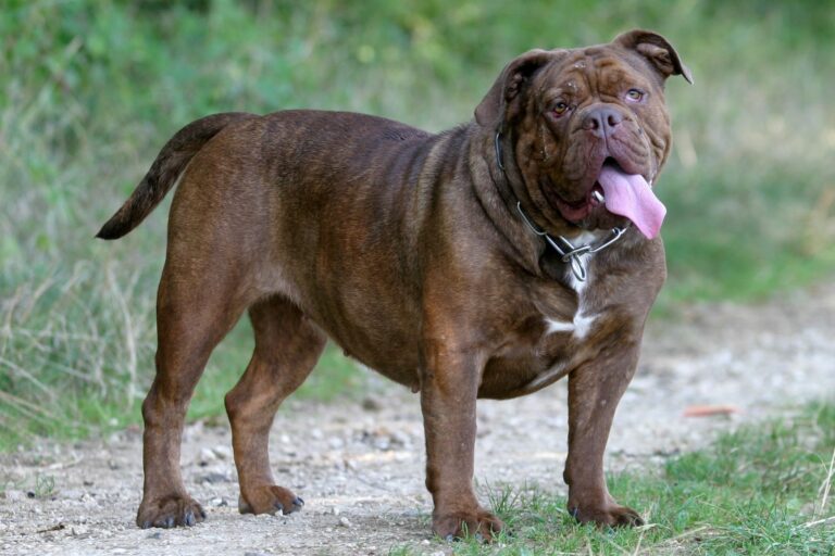 Olde English Bulldogge auf einem Feldweg