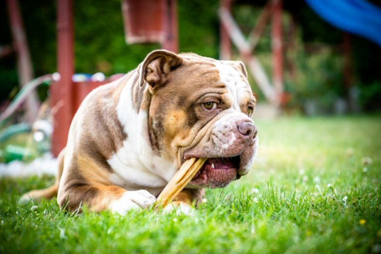 Olde English Bulldogge Aussehen, Charakter, Haltung zooplus