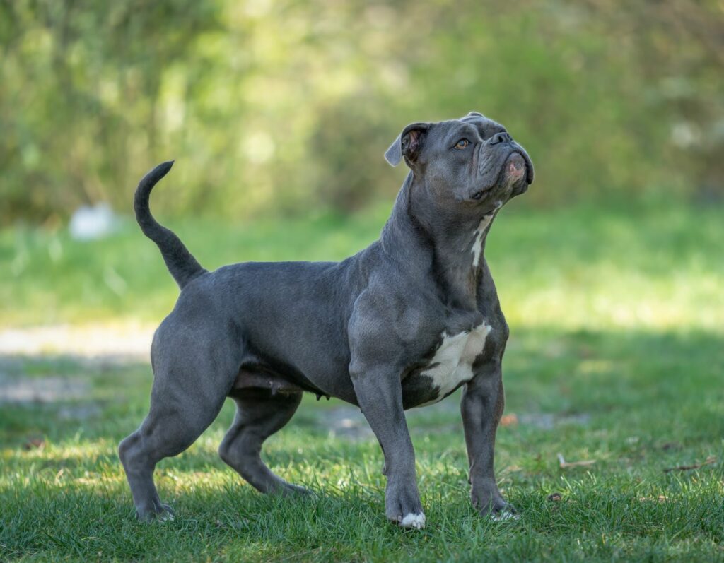 Olde English Bulldogge im Garten