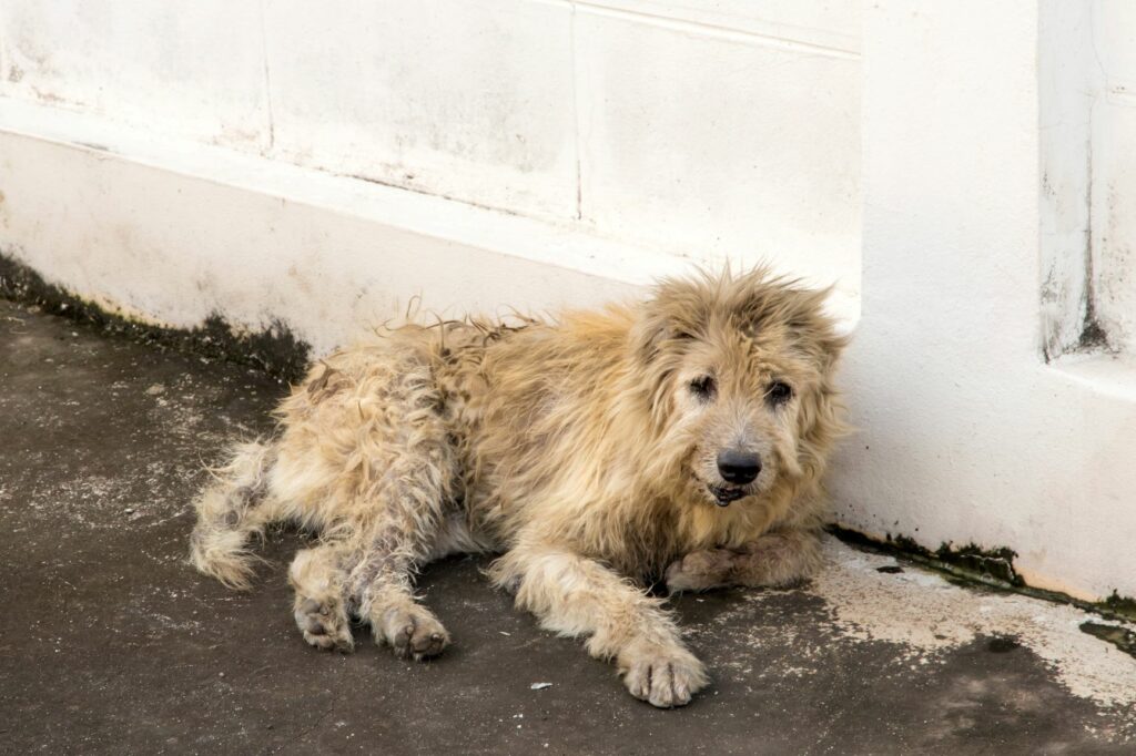 Straßenhund liegt an einer Hauswand