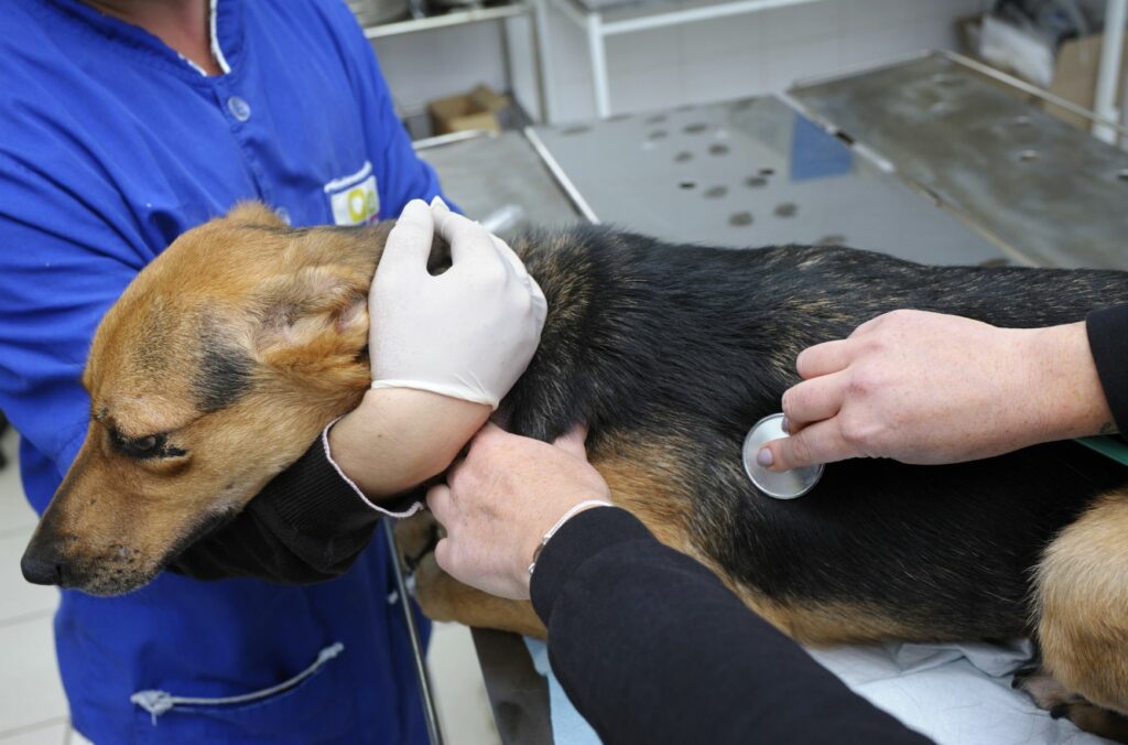 Ein Straßenhund wird von einem Tierarzt untersucht