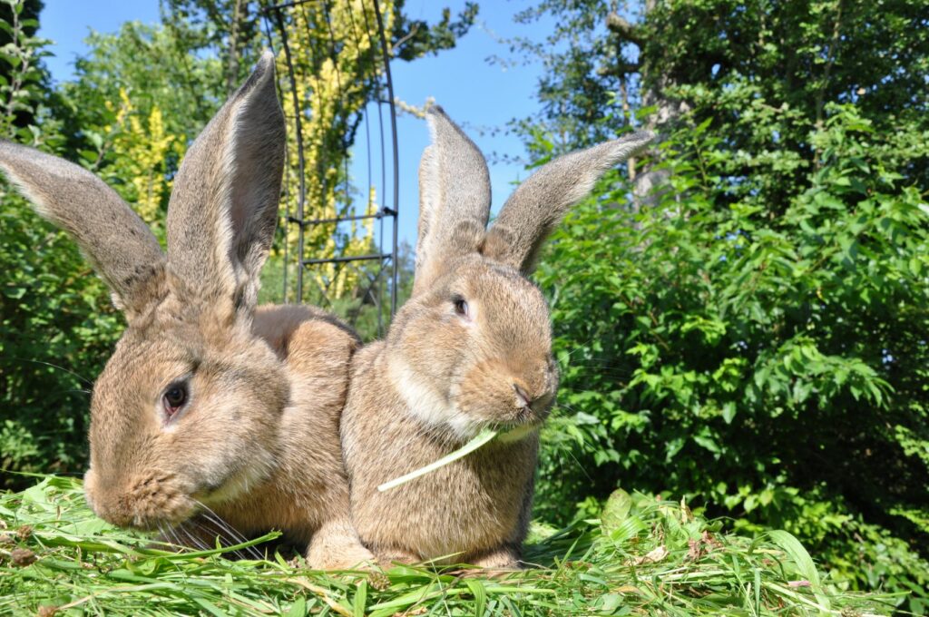 Zwei Riesenkaninchen futtern Gras