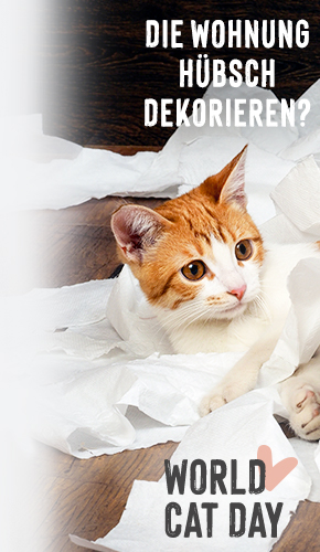 Maine Coon Katze - Wesen, Haltung & Pflege | zooplus