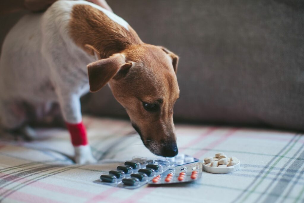 Hund-Medikamente Medikamente können Schmerzen beim Hund lindern.