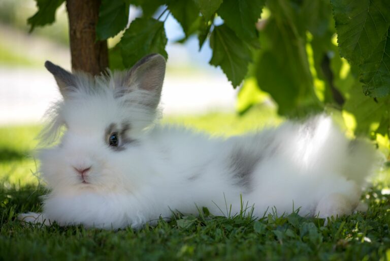 Kaninchen liegt bei Hitze unter einem Baum