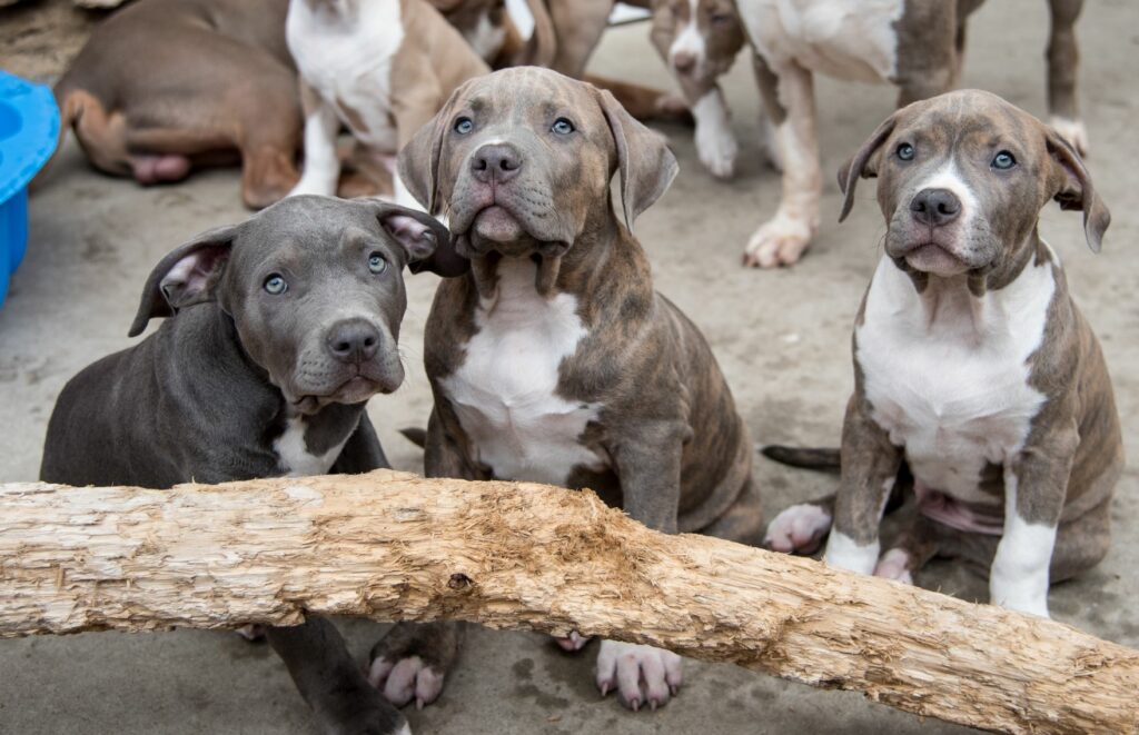 American Bully Welpen