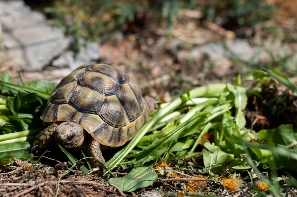 Griechische Landschildkröte frisst