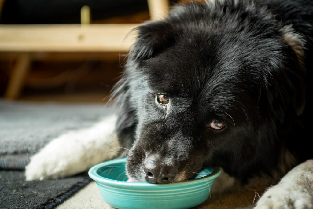 Fressender-dementer-Hund Dementer Hund frisst.