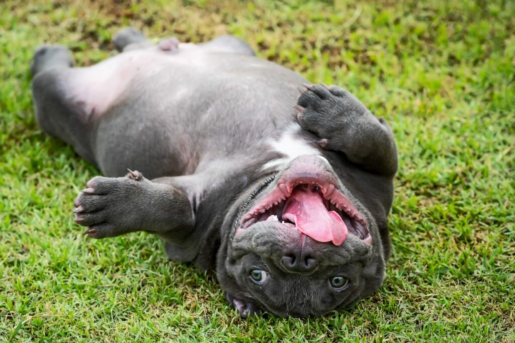 American Bully liegt auf dem Rücken.