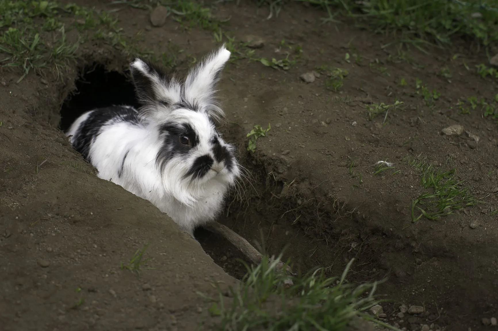 Abkühlung für Kaninchen bei Hitze