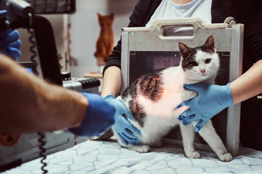 Katze-beim-Röntgen