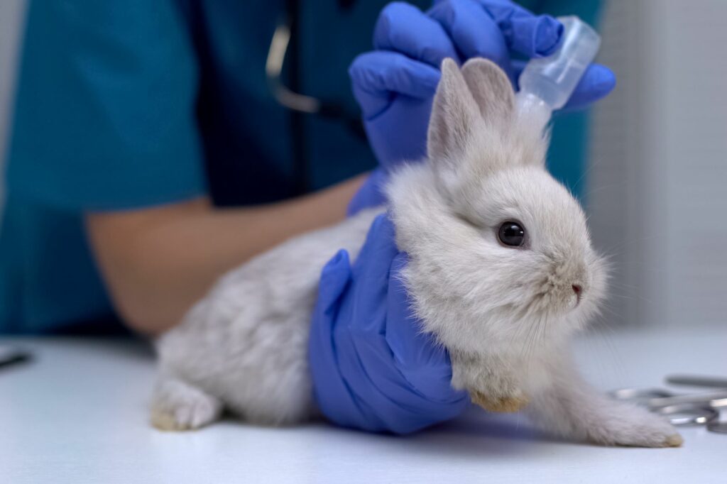Kaninchen bekommt Medizin ins Ohr,
