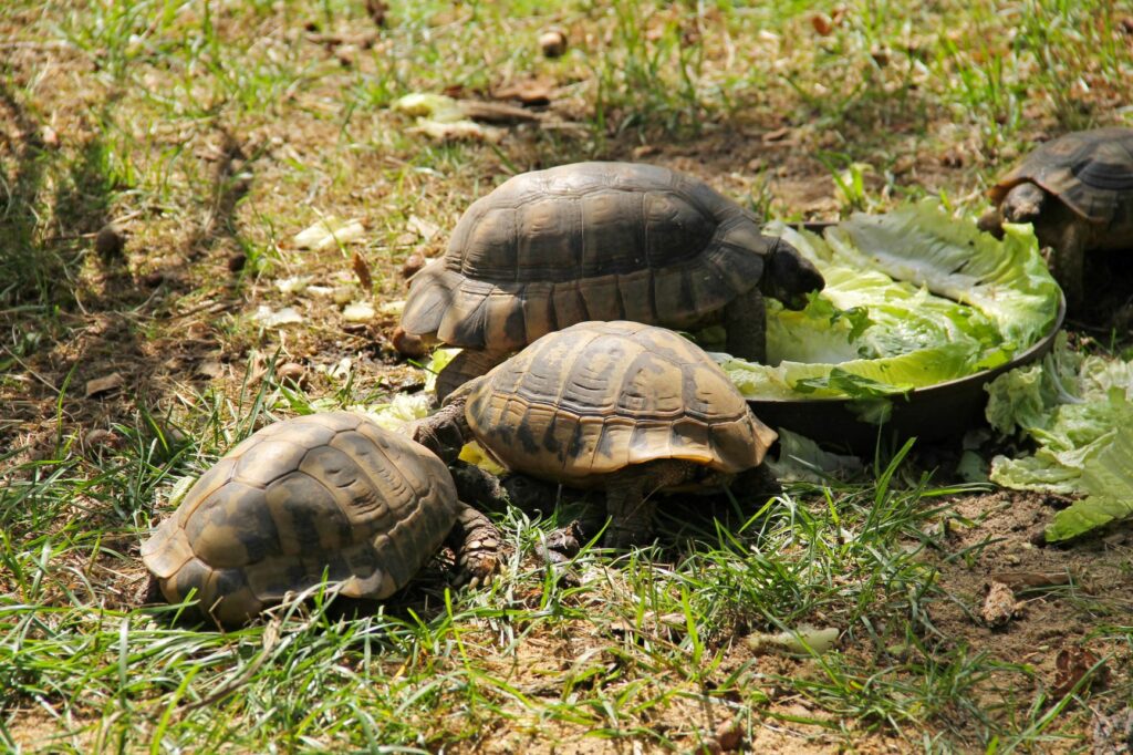 Vier Griechischen Landschildkröten