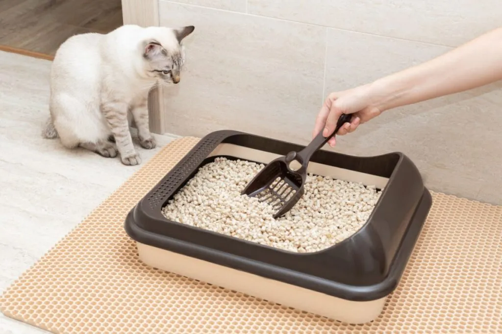 Katzenklo wird gereinigt und mit frischer Katzenstreu bef&uuml;llt