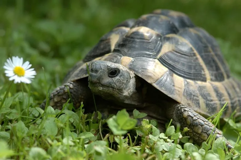 Griechische Landschildkröte im Gras