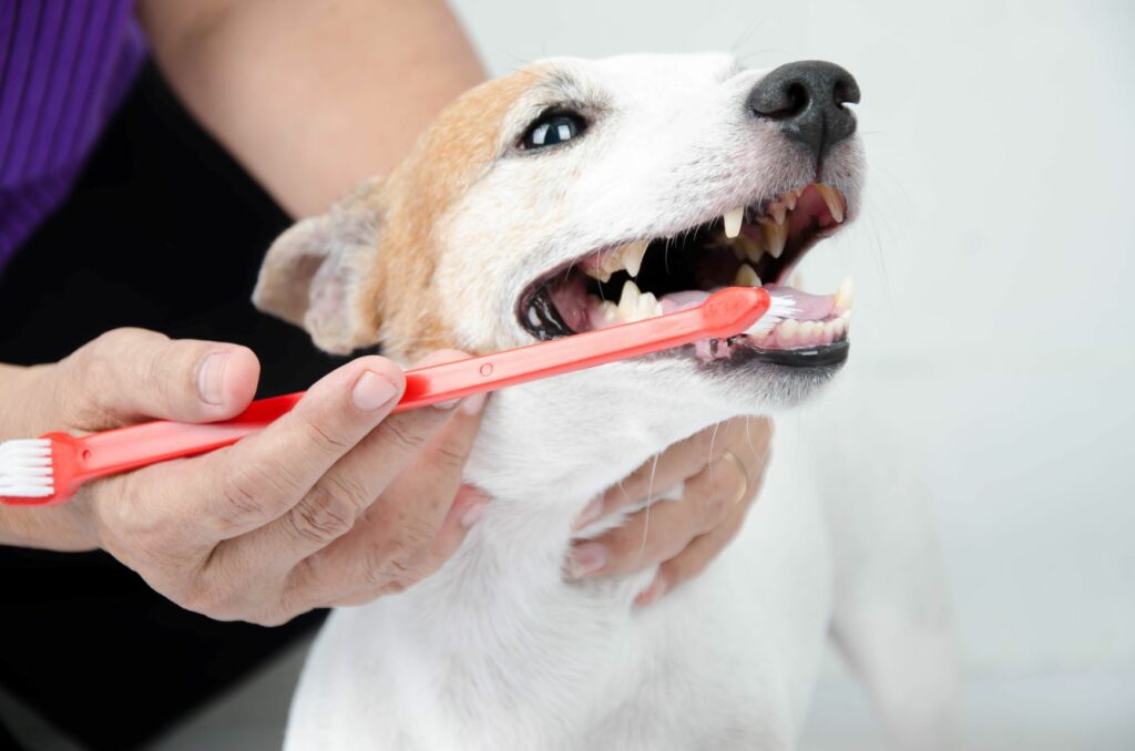 Hund-Zahnpflege Hund beim Zähneputzen