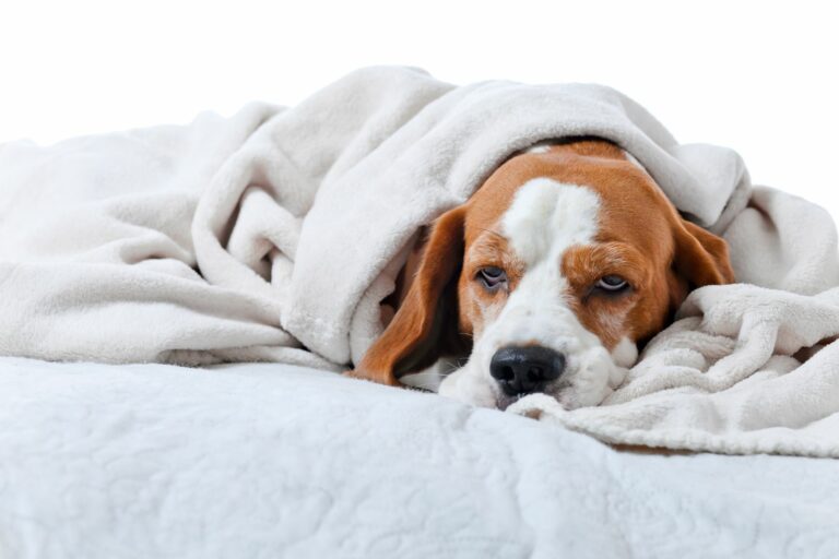 Ein Hund liegt mit Scherzen unter einer Decke.