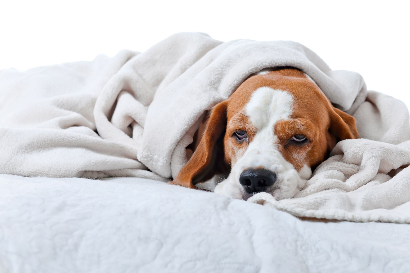 Woran erkenne ich, dass mein Hund Schmerzen hat? zooplus