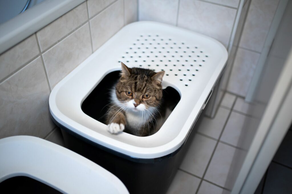 Katzentoilette badezimmer katze Katzenklo kreativ im Badezimmer verstecken
