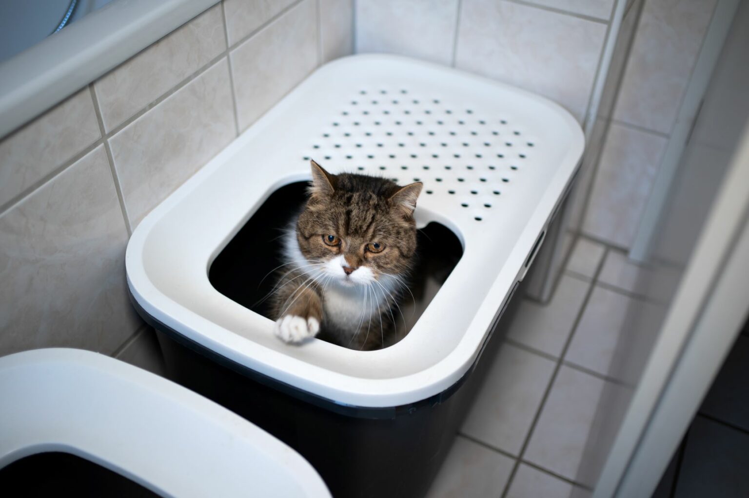 Katzenklos verstecken Tipps & DIYIdeen zooplus Magazin