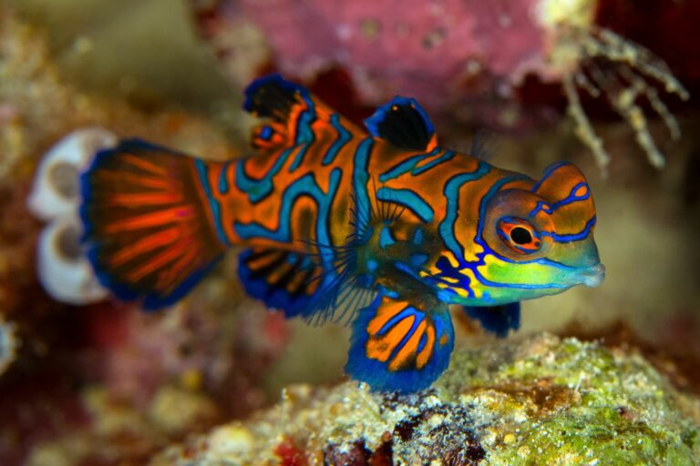 Ein Mandarinfisch im Meerwasseaquarium