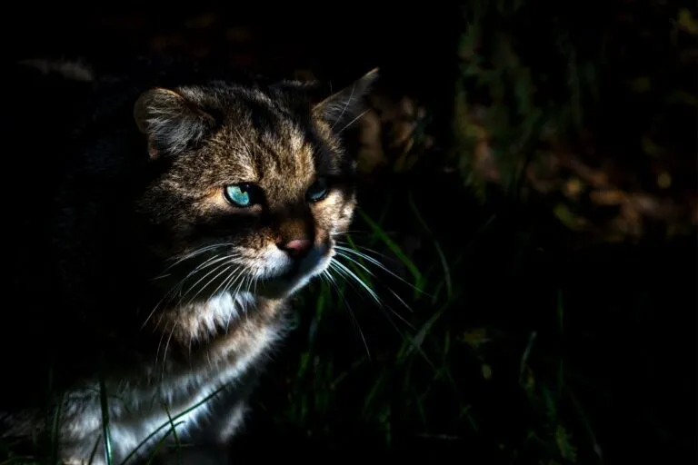 Wie sehen Katzen