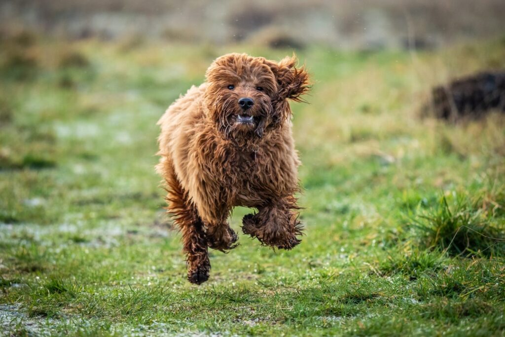 cockapoo läuft über wiese