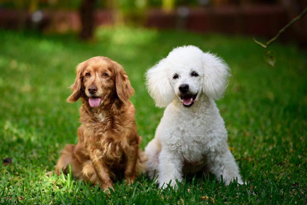 cocker spaniel mit pudel