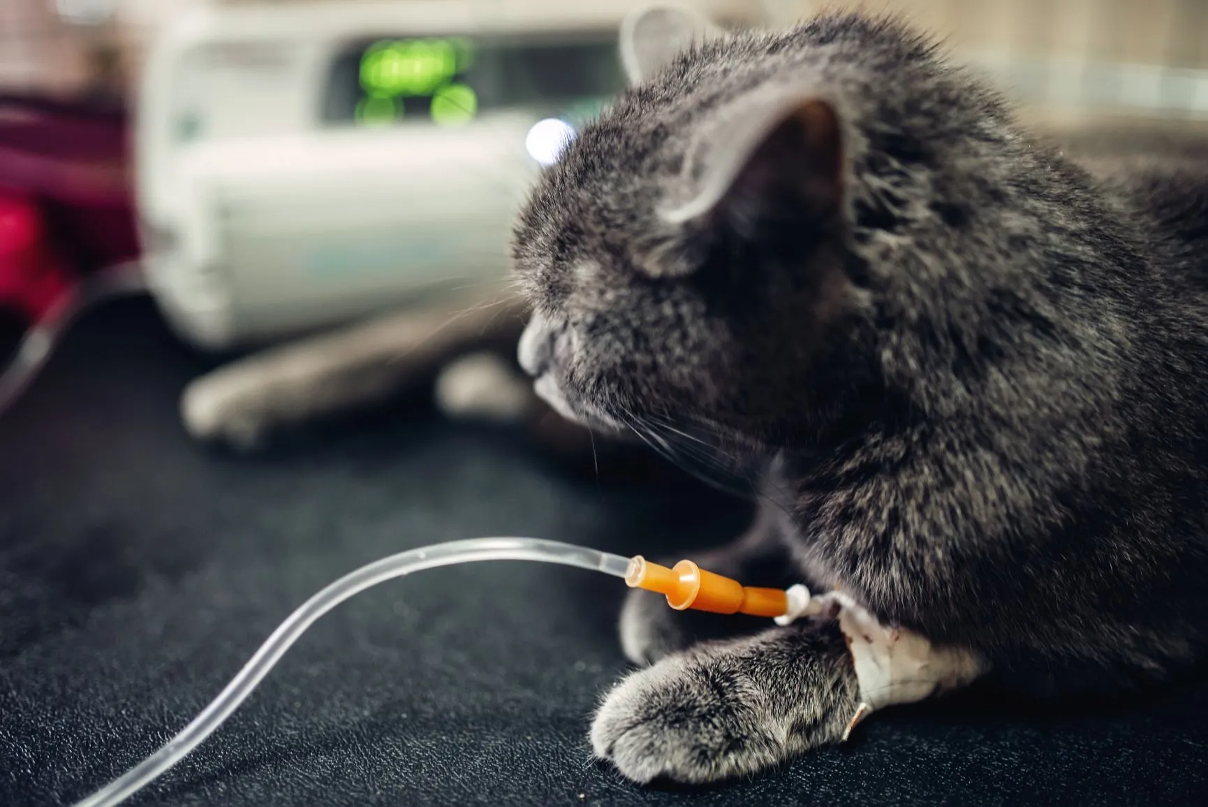 Katze erhält Infusion nach Erkrankung an Panleukopenie (FPV)
