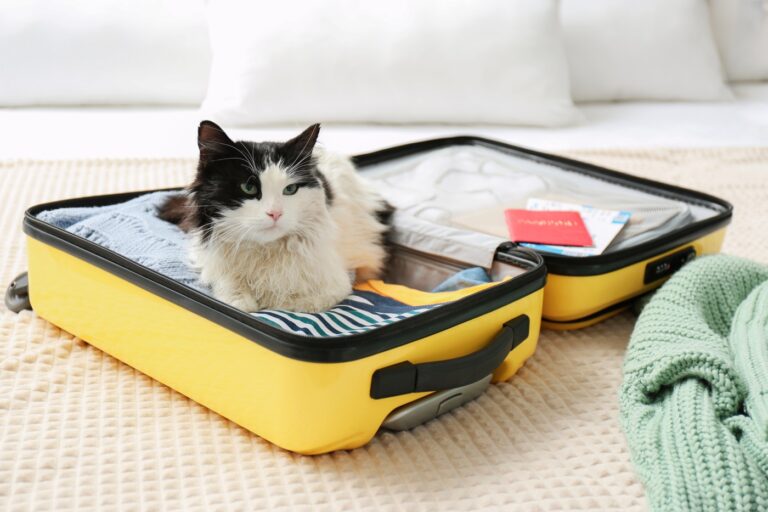 katze liegt auf gepacktem koffer