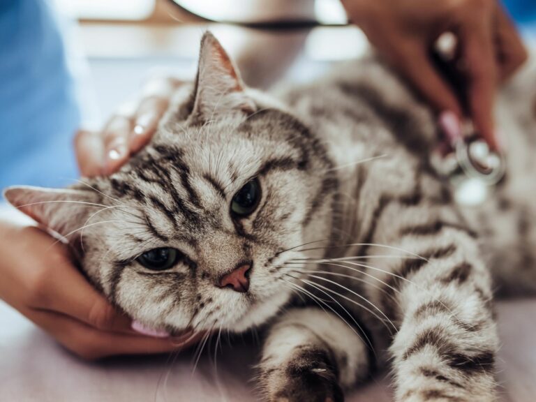 Tierarzt untersucht Katze auf Katzenseuche