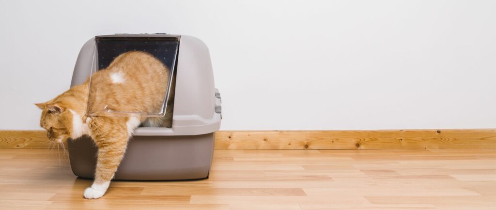 katze verlässt katzenklo Katze verlässt geschlossenes Katzenklo