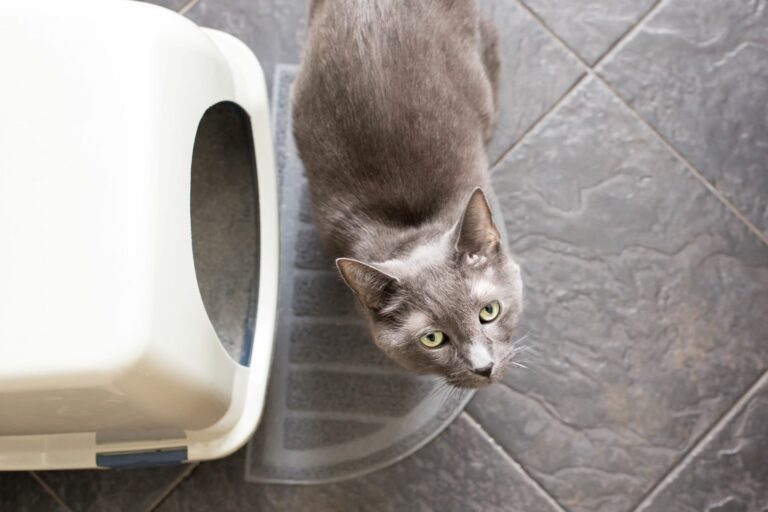 Katze steht vor einer Katzentoilette