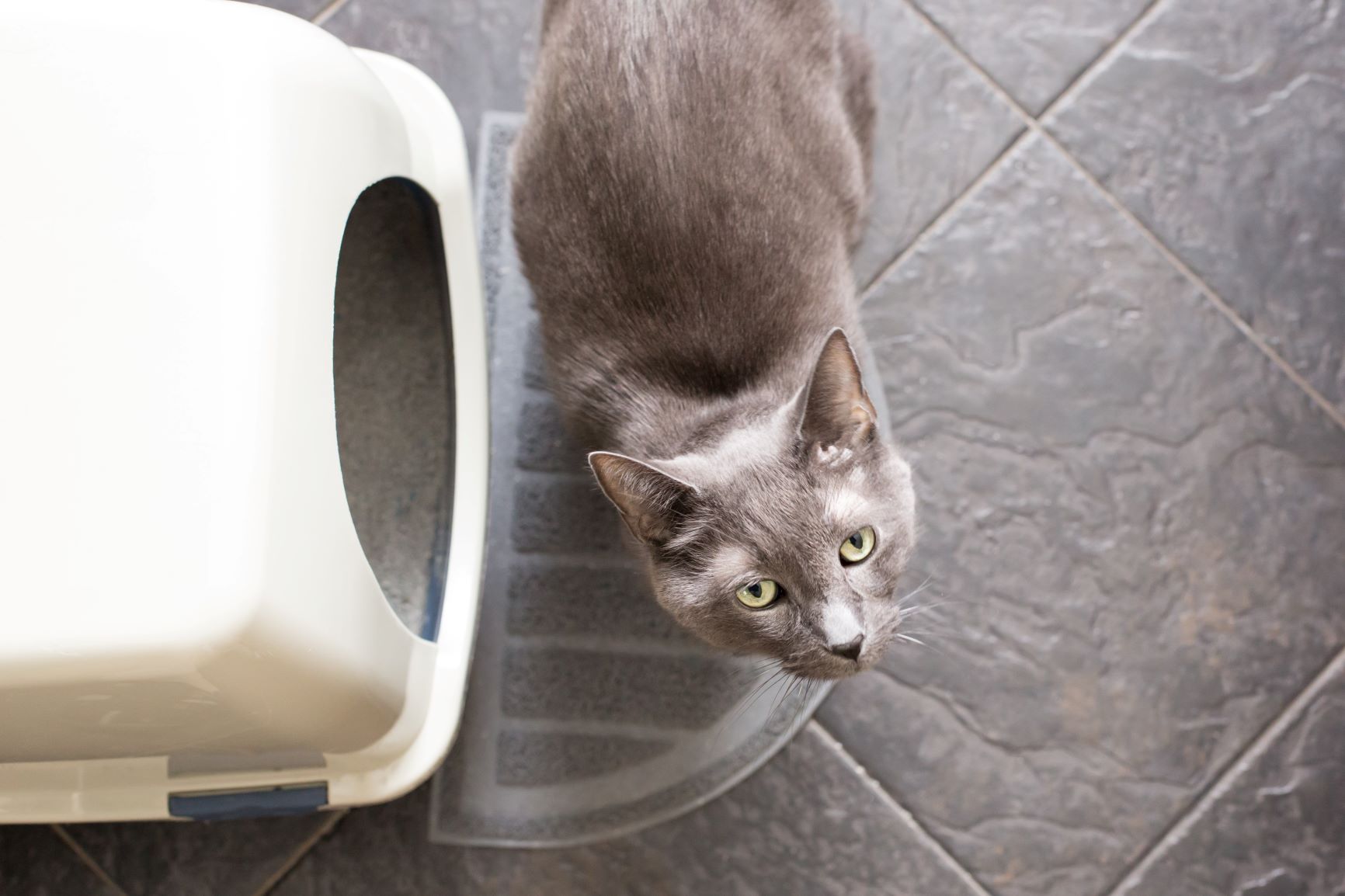 Katzentoilette Abdeckung Versteck Möbel zum verstecken